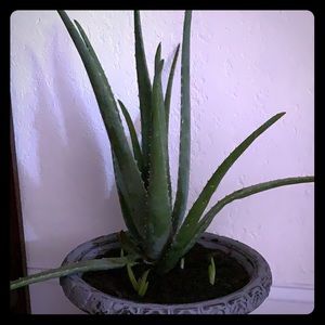 Aloe Vera